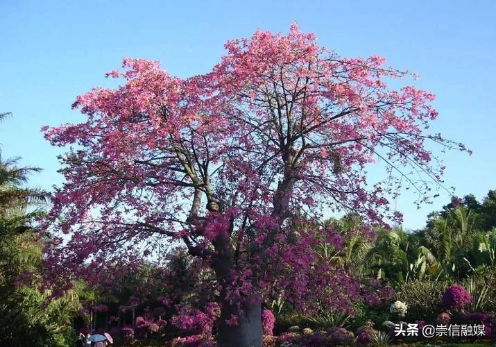 常年开花的树木有哪些，开花类绿化树有哪些图片大全。