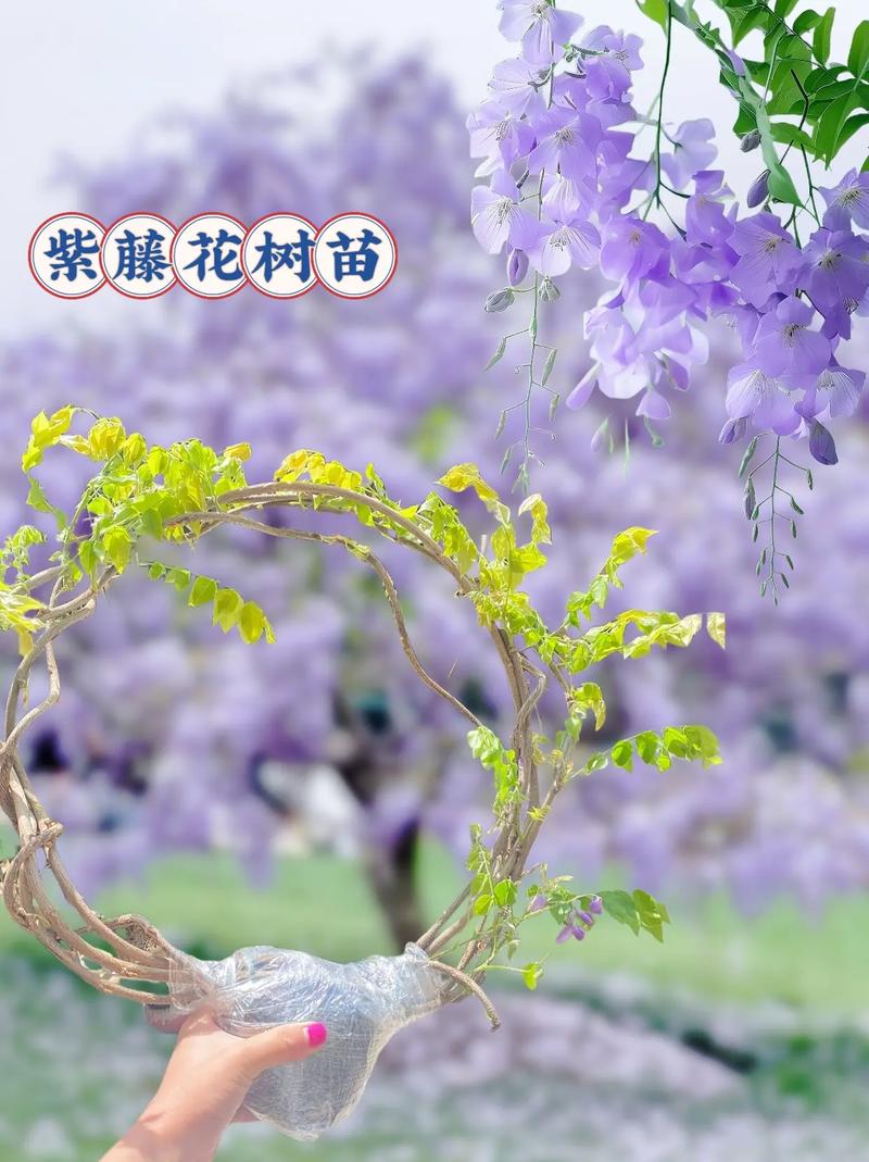 你养过什么宠物或者植物，最后怎么了，藤类的绿化花树叫什么树呢。