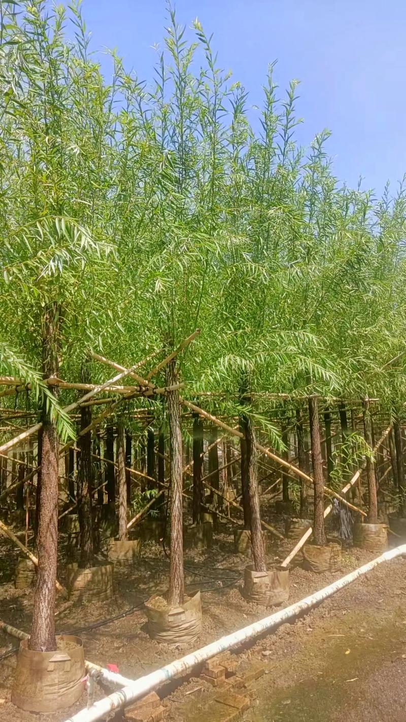 苗木采购，都有哪些网站啊，大量供应绿化工程类苗木的原因。