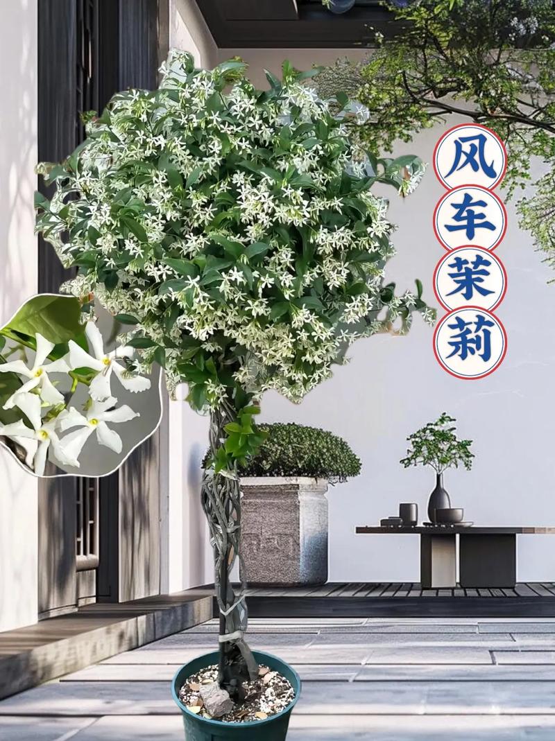 十大带刺爬藤花卉排名，常见的绿化藤类植物有哪些。