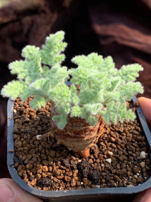 海宁春江花苑哪一年建的，关于星空类的绿化植物。