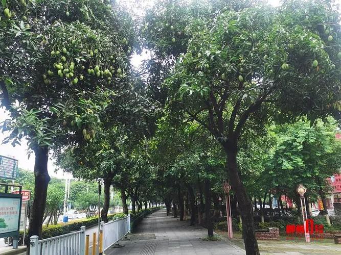 道路两旁的绿化芒果能不能吃？重金属含量是否超标，芒果为什么是绿化树类呢图片。