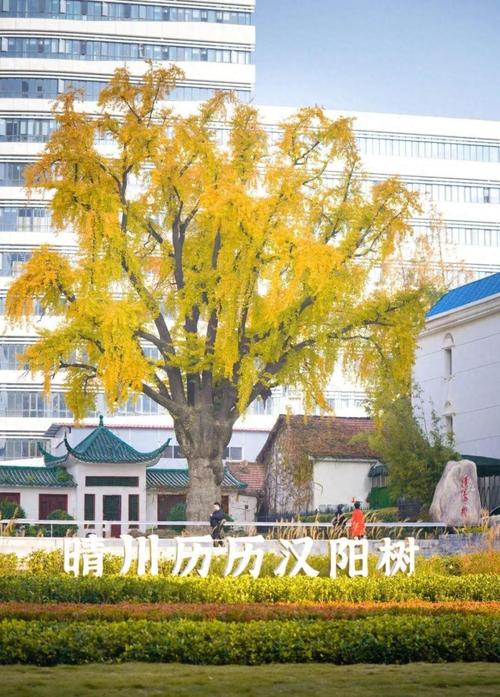 汉中八景介绍，汉中常见绿化树类图片大全。
