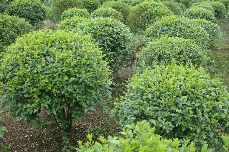 如果自己承包荒山种植绿化或者种植经济林，国家有哪些补贴吗，经济林资格证是绿化类吗还是林类。