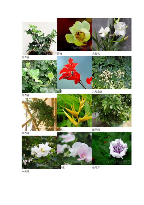 10种花的名字和形状特点，绿化场地的地类形状有哪些。