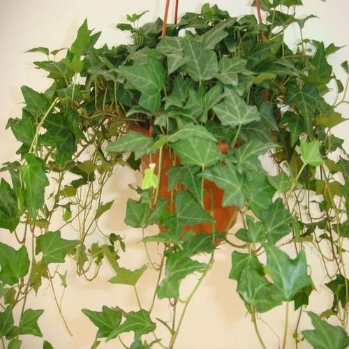 求助，生长迅速四季常绿的爬藤植物有哪些，藤类绿化造型图片。