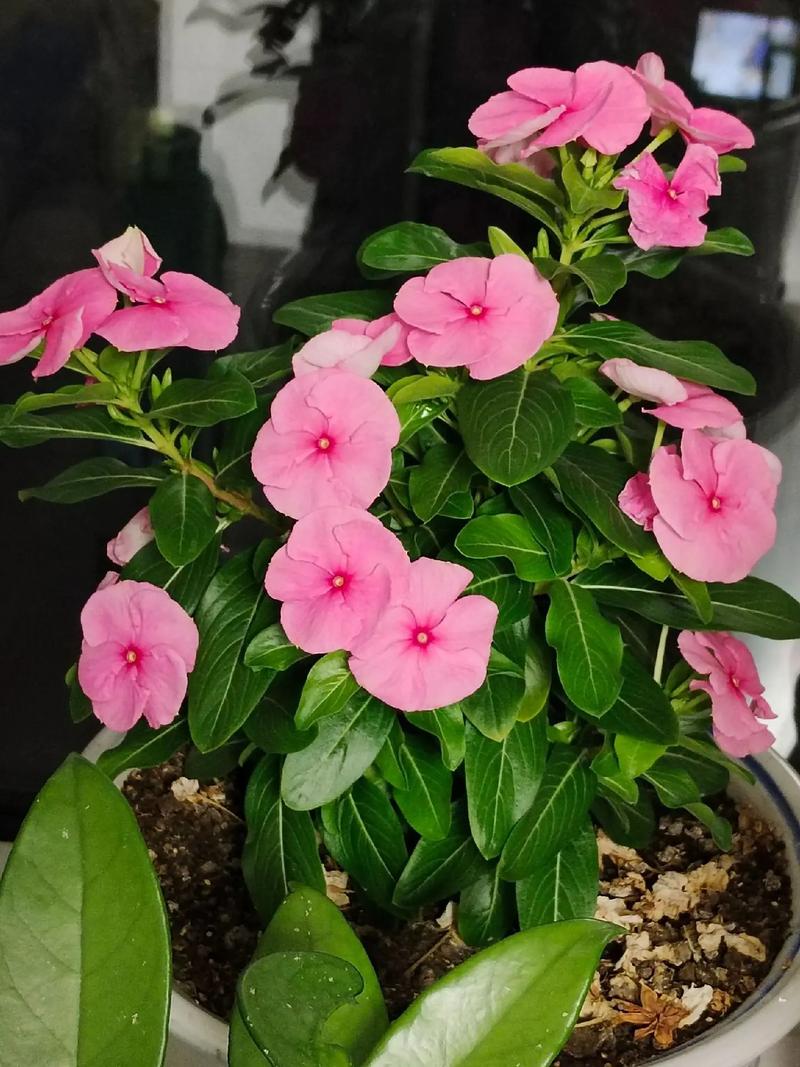 冬天开的四个花瓣的花，冬天绿化带开花类植物。