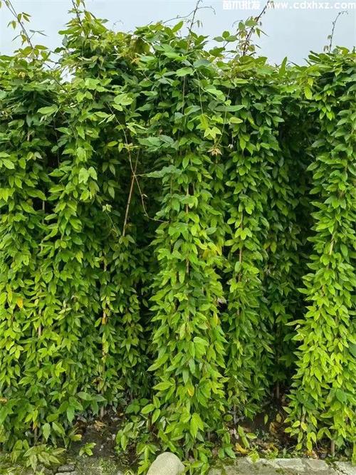 四季常青的藤蔓植物，藤蔓绿化苗类有哪些。