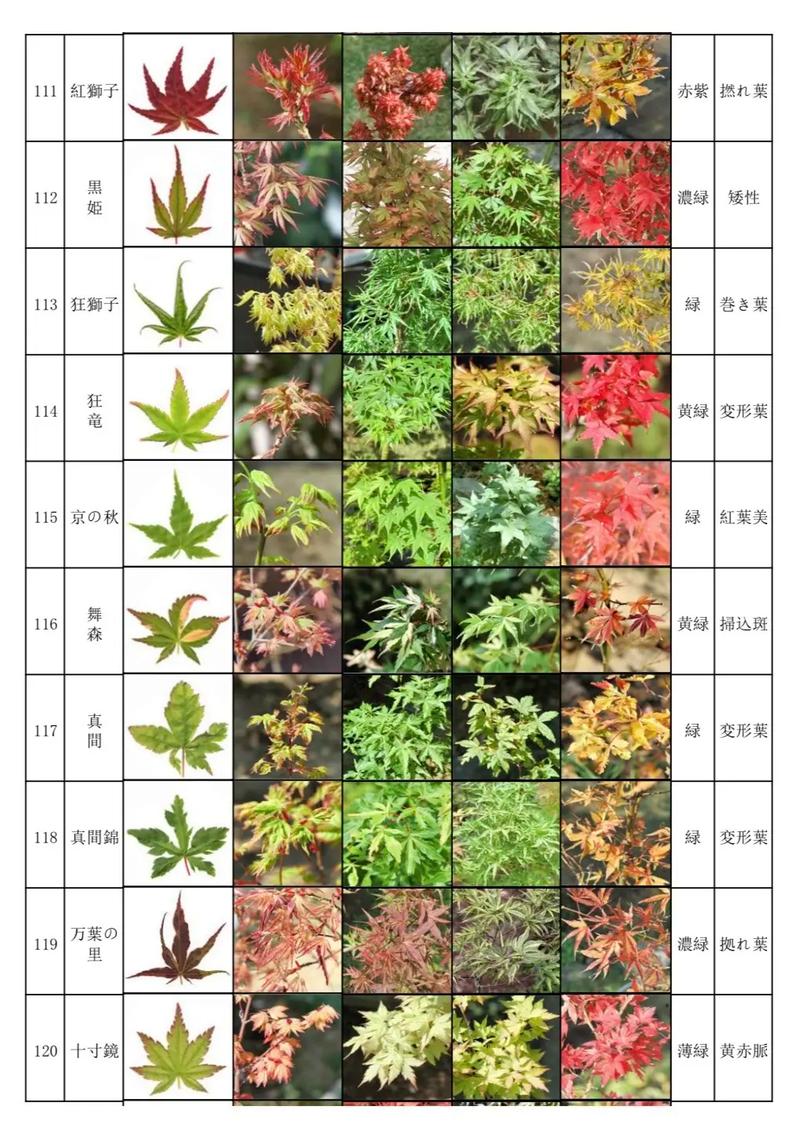 枫叶有哪些种类，红叶类绿化植物有哪些。