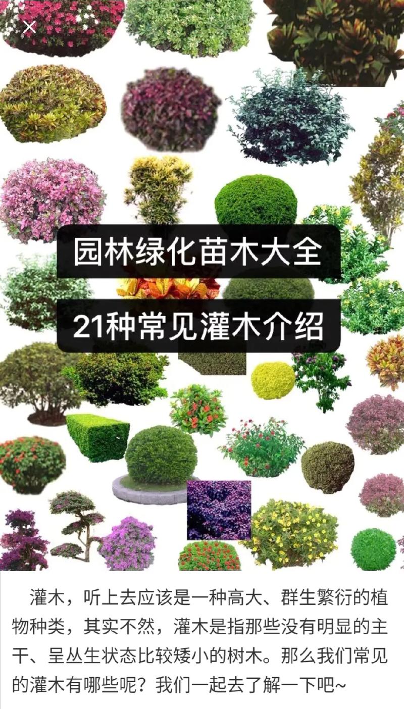 适合北方庭院绿化植物有哪些，北方小区绿化有哪些树类名称。