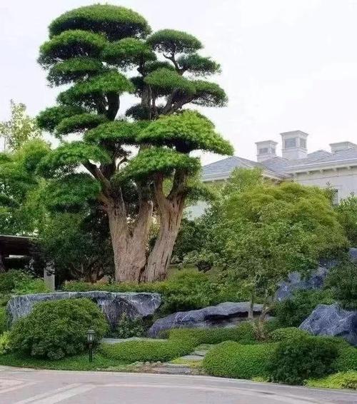 南方十大名贵庭院树种，绿化墓地的地类有哪些。