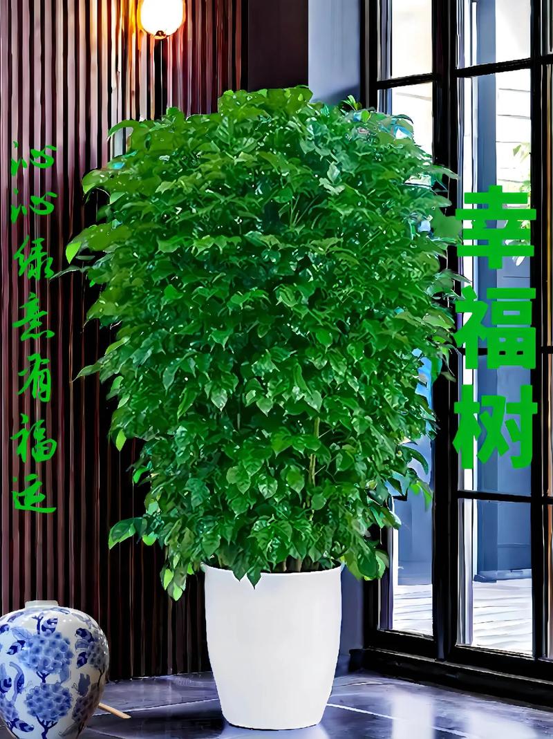 耐寒的大叶室内植物，室内绿化装饰类代表树种有哪些。