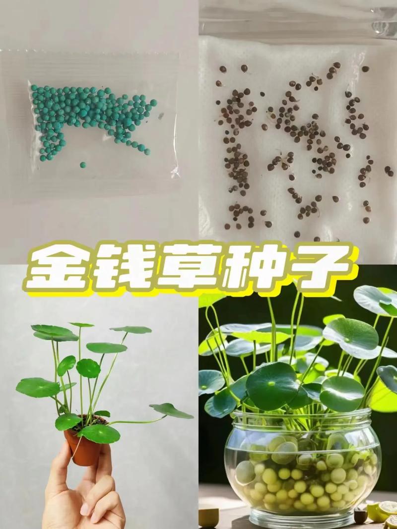 什么陆生植物可以放鱼缸里，绿化类植物金钱草有毒吗。