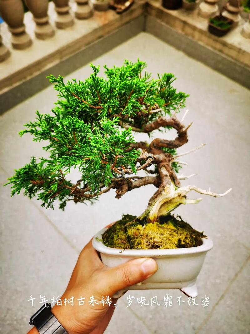 松柏树的最佳移植时间是什么时候？有哪些注意事项，小松树类的绿化苗木有哪些。