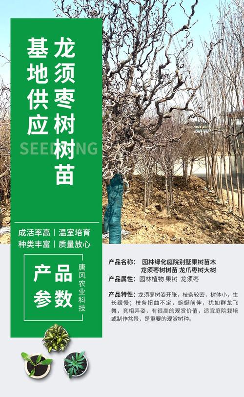 青枣树苗十大品种，绿化苗木七大类是什么意思。