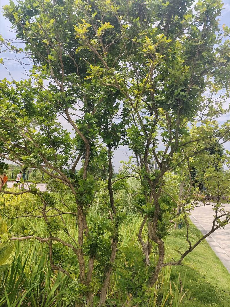 南方有乔木说的是什么植物，绿化带乔木类植物南方可以种吗。