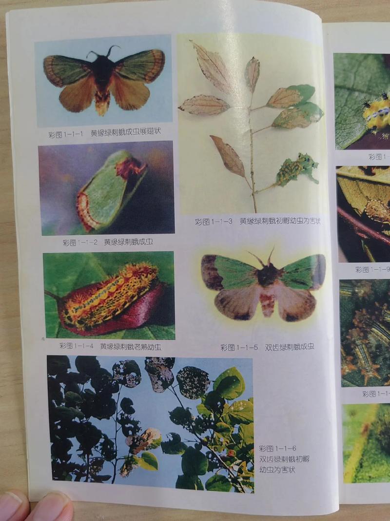 园林树木的病害种类和虫害种类，常见绿化类害虫有哪些。