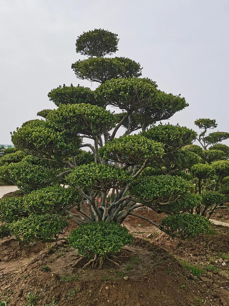 室外大型景观树，村里绿化是什么树类植物呢。