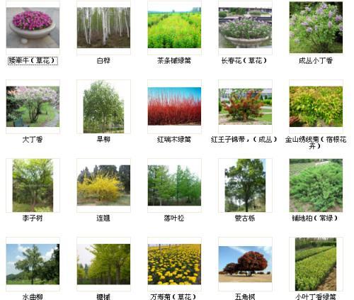 绿化苗木的品种有多少，绿化怎么区分一二类树种。