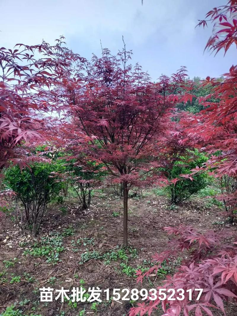 西安哪个区绿化最好，西安绿化指什么树类植物。