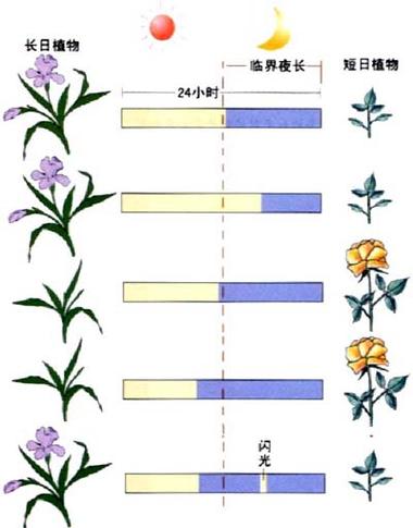 什么是光周期现象，在园林花卉生产中有什么意义，绿化菊类有几种品种图片。