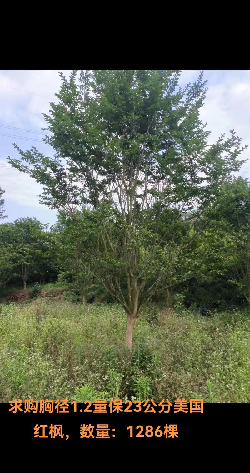 臭椿树截干后为何变成了偏冠的垃圾苗，园林绿化垃圾是啥垃圾类别。
