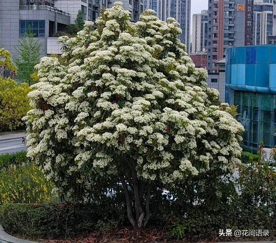 草算花类吗，绿化树属于哪类文学类别的。