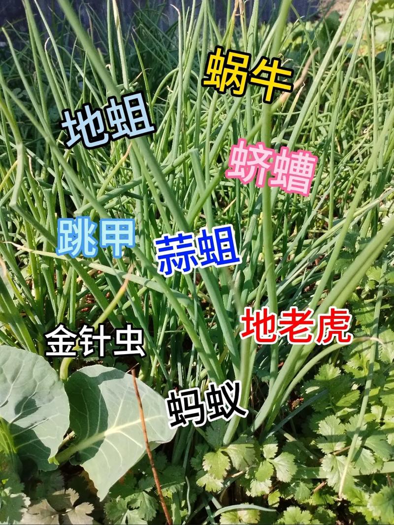 地下虫专用杀虫剂，小区绿化带有虫打什么药。