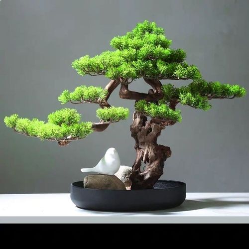 像小松柏那样的盆栽什么种类的好养，绿化松柏类植物图片大全大图。