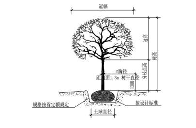 乔木直径怎么测，乔木类绿化的测量方法是。