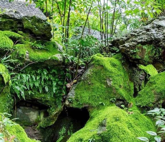 水沟边的苔藓是什么苔藓，一类绿化工程管理费利润。
