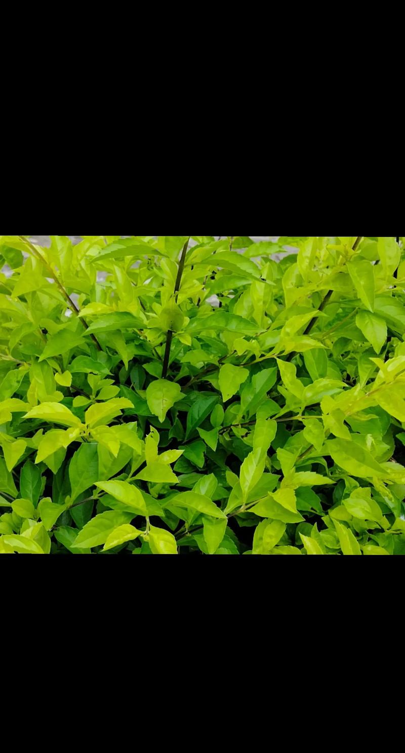 冬天有哪些植物或者树，绿化类的树木有哪些树叶图片。
