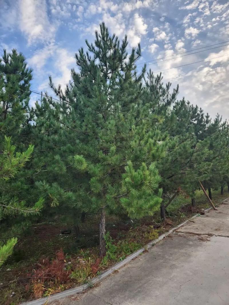 道路绿化苗木一般有哪些，路边绿化属于什么工程类型。