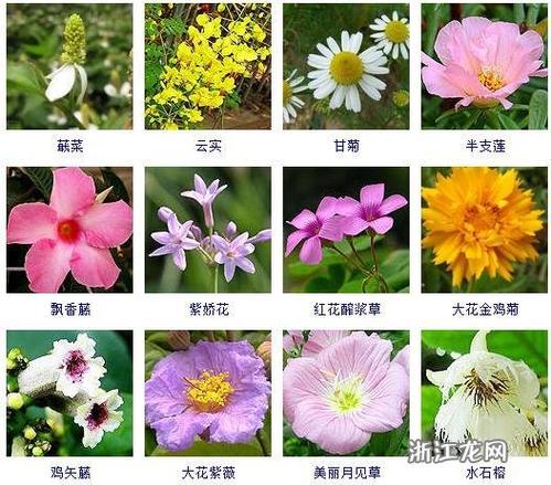 绿化带花卉有哪些，绿化类的花品种有哪些花名。
