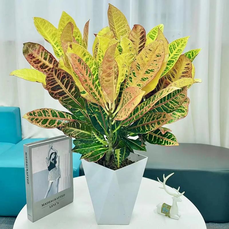 哪些观赏植物具有异色叶类，绿化植物叶类品种有哪些。