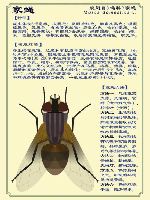 如何消灭蚊蝇，绿化蝇类图片大全大图高清。