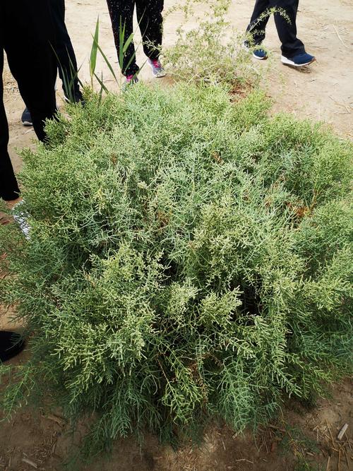 我国沙漠大部分种的是什么树，新疆绿化树种类有多少类别。