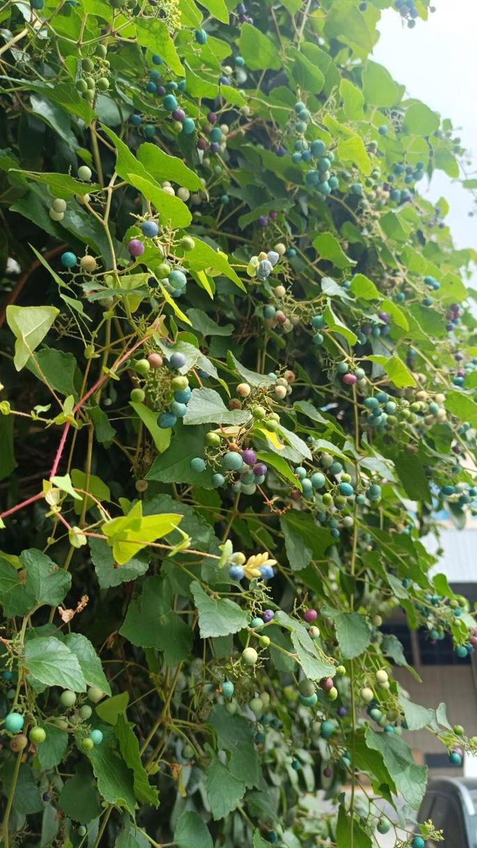 什么藤的种子可以盘,绿化带绿植藤蔓类植物有哪些。 种植技术 什么藤的种子可以盘,绿化带绿植藤蔓类植物有哪些。 第2张 什么藤的种子可以盘,绿化带绿植藤蔓类植物有哪些。 种植技术
