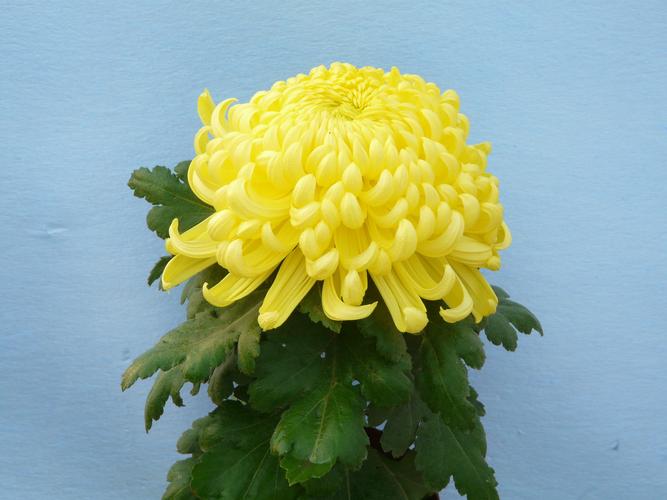 菊花休眠期是几月,绿化菊类有几种品种图片大全。 造型技术 菊花休眠期是几月,绿化菊类有几种品种图片大全。 第2张 菊花休眠期是几月,绿化菊类有几种品种图片大全。 造型技术