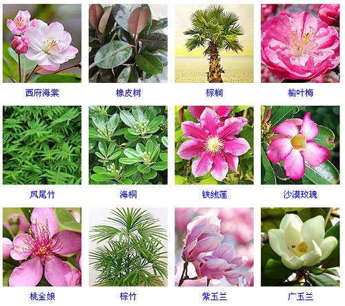 春天开花的树有哪些，谢谢，开花类绿化树有哪些名字图片。