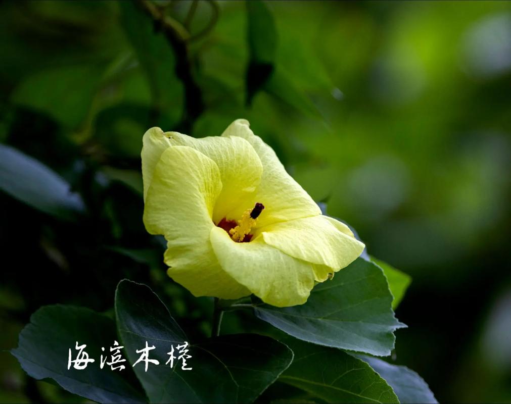 落叶木本花卉分为哪几类，花卉绿化三大类是什么。