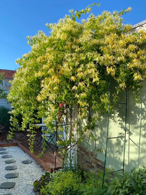 北方爬藤植物有哪些，北方藤类绿化植物有哪些。