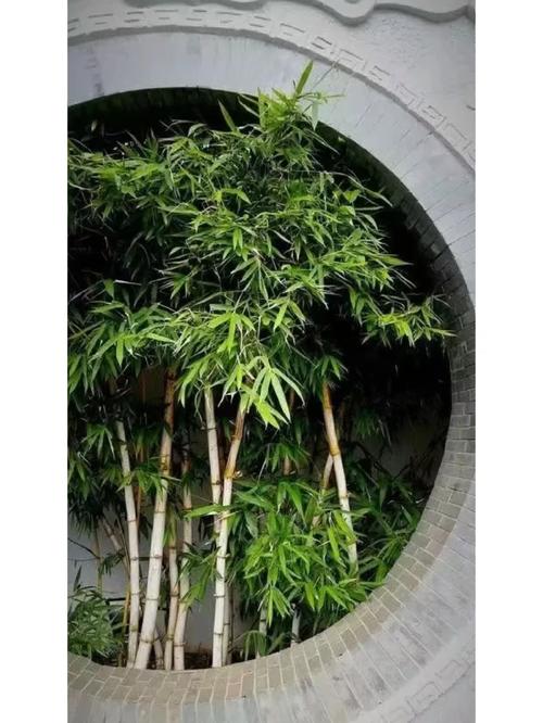 一楼后院种竹子好吗，小区绿化竹类栽植方案。