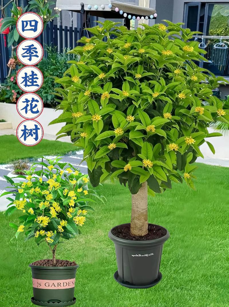 广西省花,广西绿化树类有哪些树名称。 苗木百科 广西省花,广西绿化树类有哪些树名称。 第2张 广西省花,广西绿化树类有哪些树名称。 苗木百科