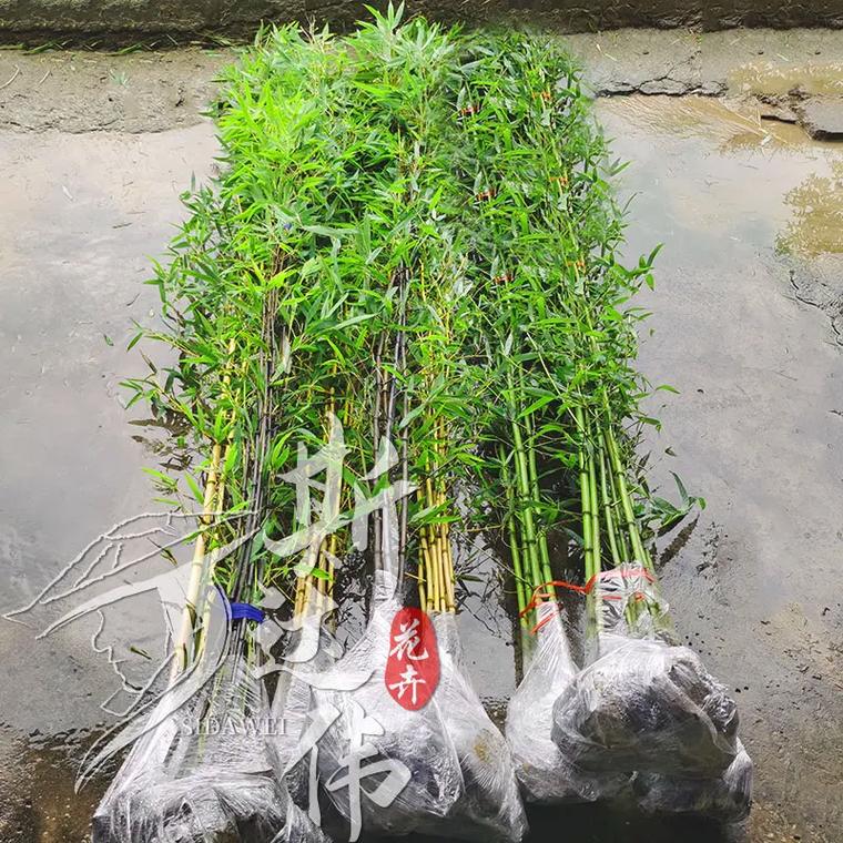 院内种什么竹子好，绿化种植的是什么竹类的树。