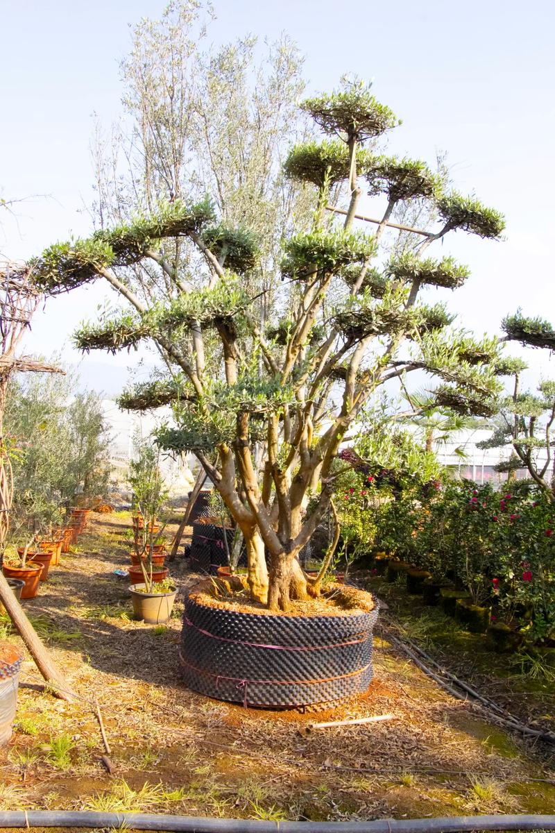云南文山适合种植什么绿化，越南城市绿化树类图片大全。