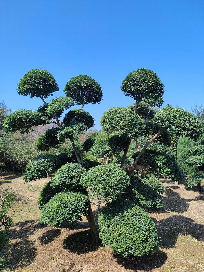 河南焦作种什么绿化树好管理又挣钱，河南能种什么绿化树类植物。