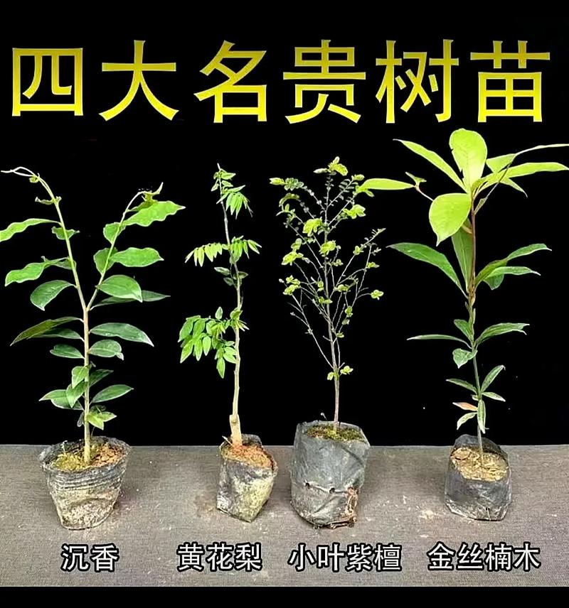 杭州四大园林，杭州绿化都有什么树类名称。