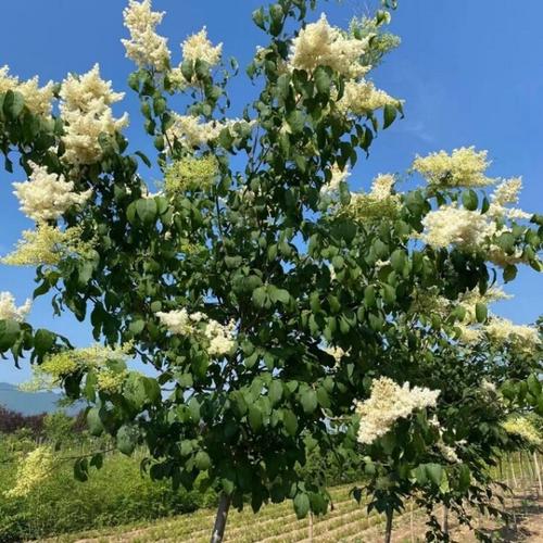 东北木本花卉，东北最常见绿化树类图片大全。