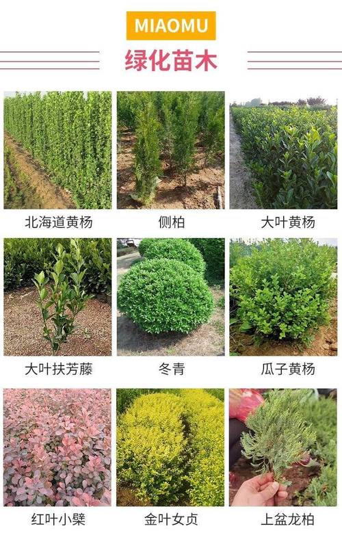路上的绿化带属于绿化用地吗,绿化是指。 果苗类 路上的绿化带属于绿化用地吗,绿化是指。 第2张 路上的绿化带属于绿化用地吗,绿化是指。 果苗类
